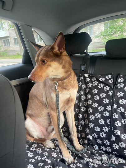 Собака в добрые руки