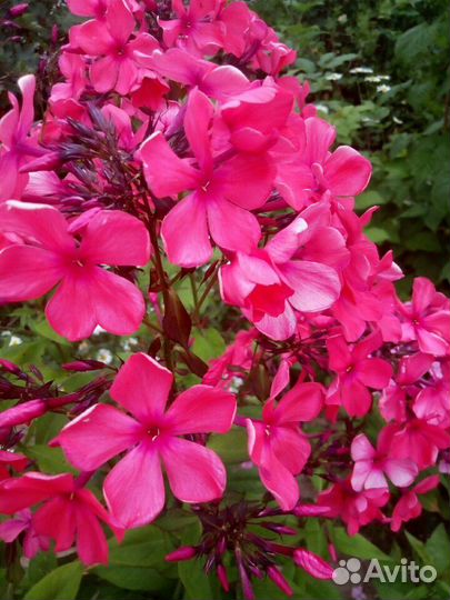 Флоксы сортовые.хризантемы