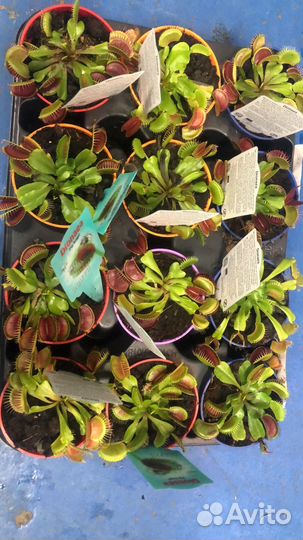 Венерина мухоловка (Дионея)