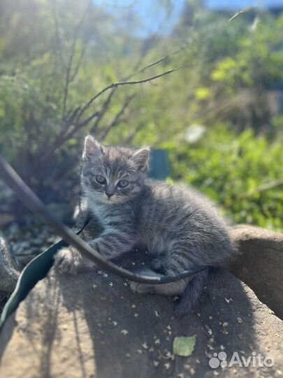 Кошки шотландские вислоухие