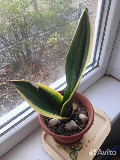 Сансевиерия