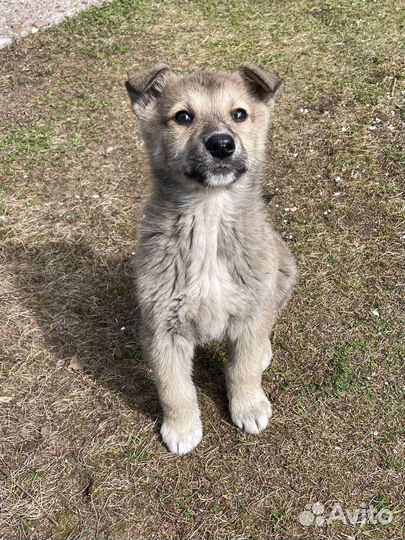 Щенки в добрые руки