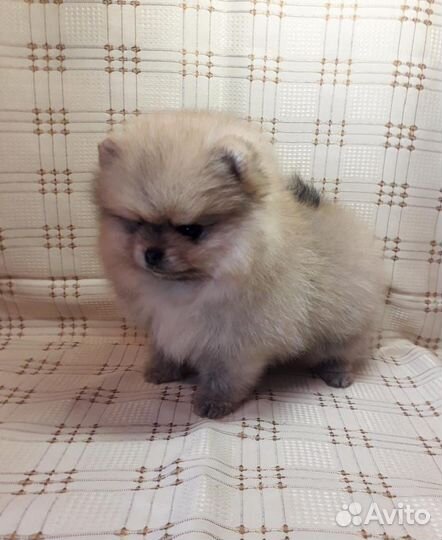 Щенки шпица