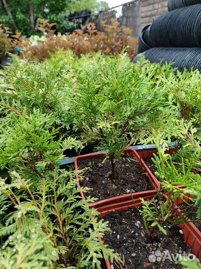 Туя голден глоб