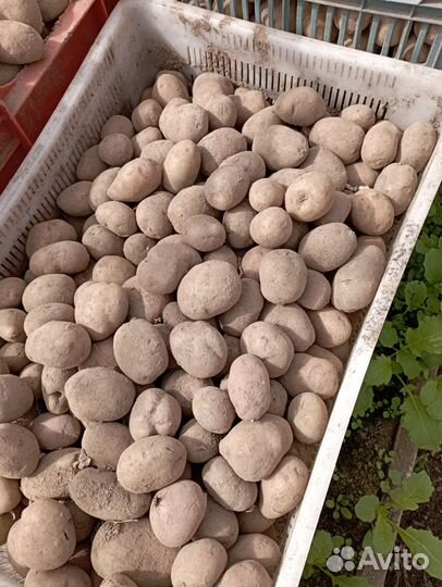 Семенной картофель