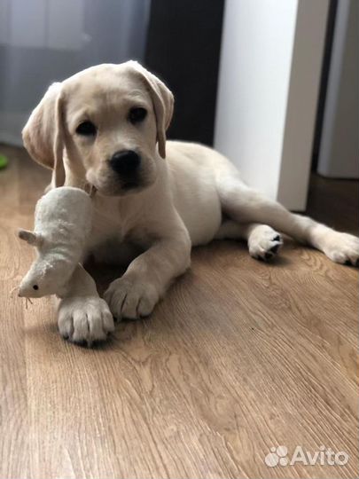 Палевые щенки Лабрадора (РКФ, клеймо, ветпаспорт)