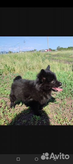 Щенки шпица