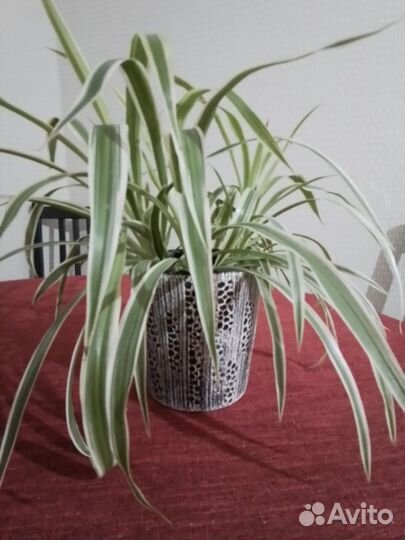 Хлорофитум