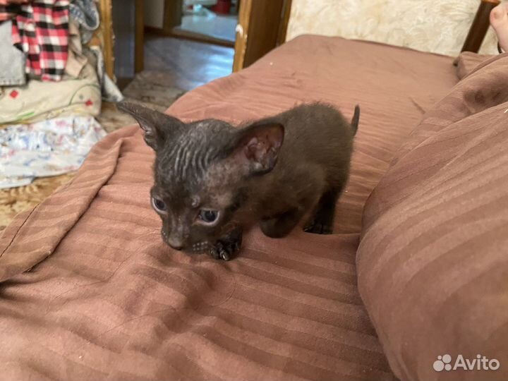 Котятки сфинкс
