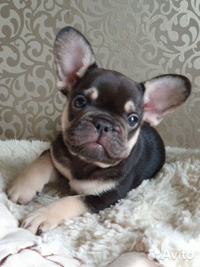 Французский бульдог щенки шоколад