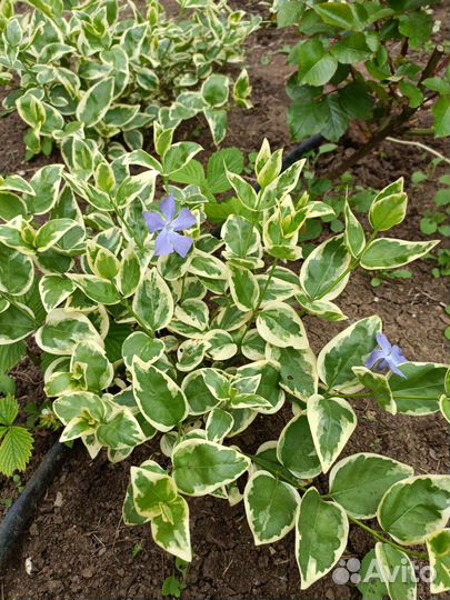 Барвинок вариегатный