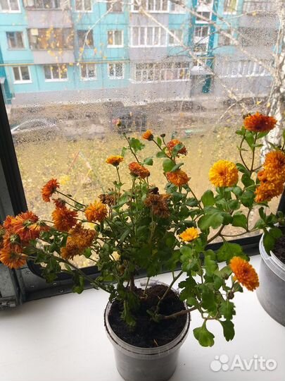 Хризантемы мультифлора