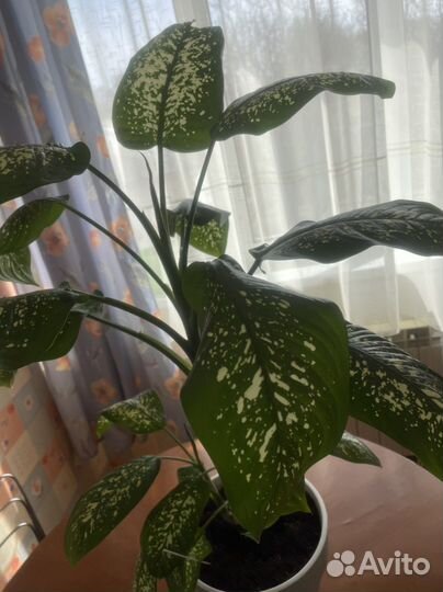 Диффенбахия