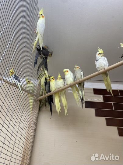 Попугаи карелла