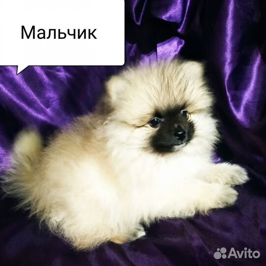 Померанский шпиц мини