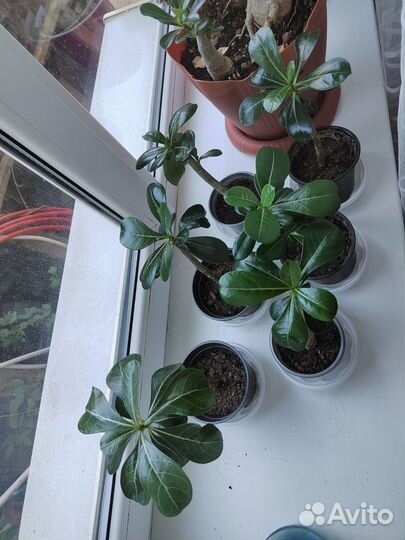 Адениум обесум укорененные черенки