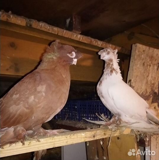 Голуби узбекские