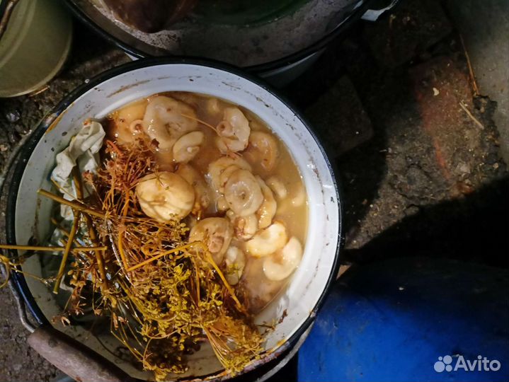 Грибы грузди