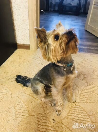 Йоркширский терьер