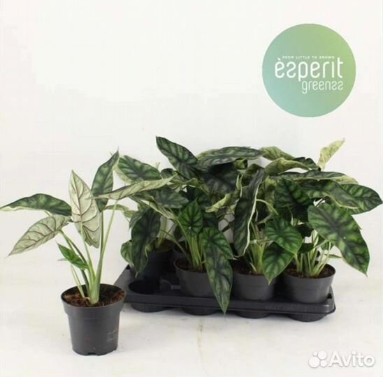 Хойя,алоказия,аглаоморфа,аглаонема