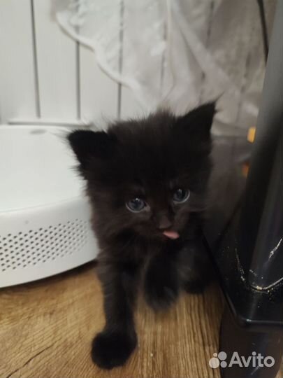 Котята сибирской кошки
