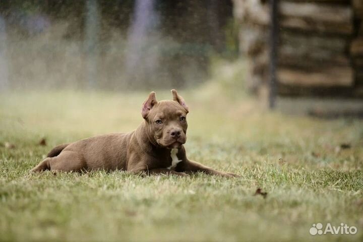 Американский булли покет мальчик