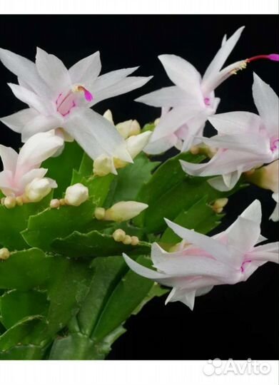 Шлюмбергера разного цвета