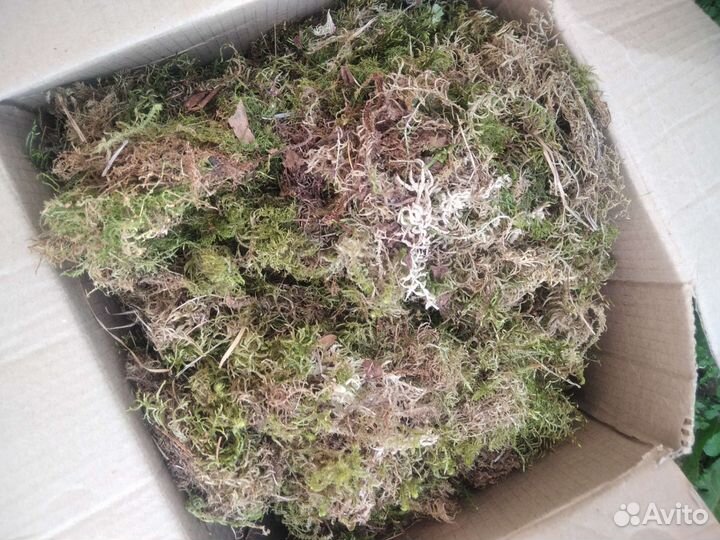 Мох для улиток ахатин, архахатин, древестников