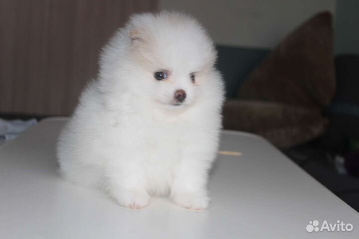 Померанский шпиц мини щенок
