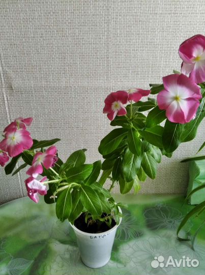 Комнатные цветы