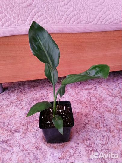 Стрелиция Регина