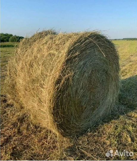Сено в рулонах 2023