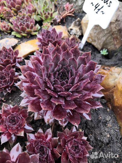 Уличные суккуленты