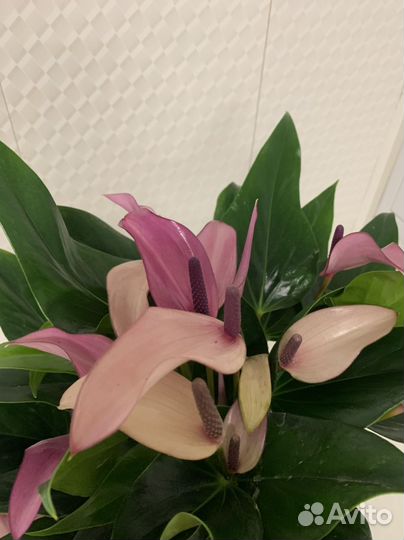 Антуриум зизу d 14