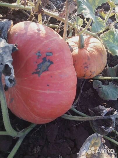 Семена арбуз, дыня