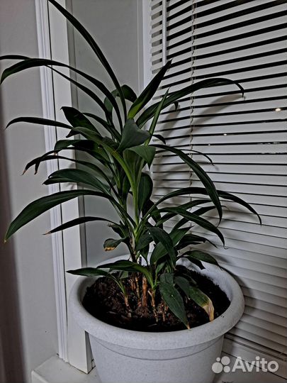 Пальма драцена