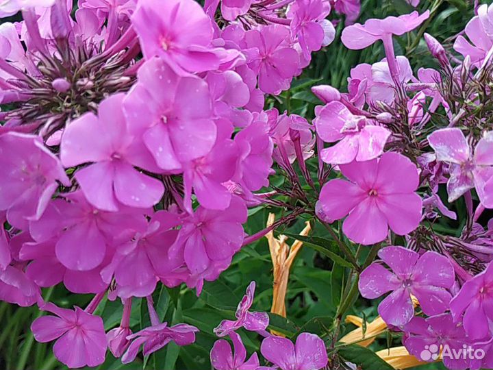 Флоксы сортовые