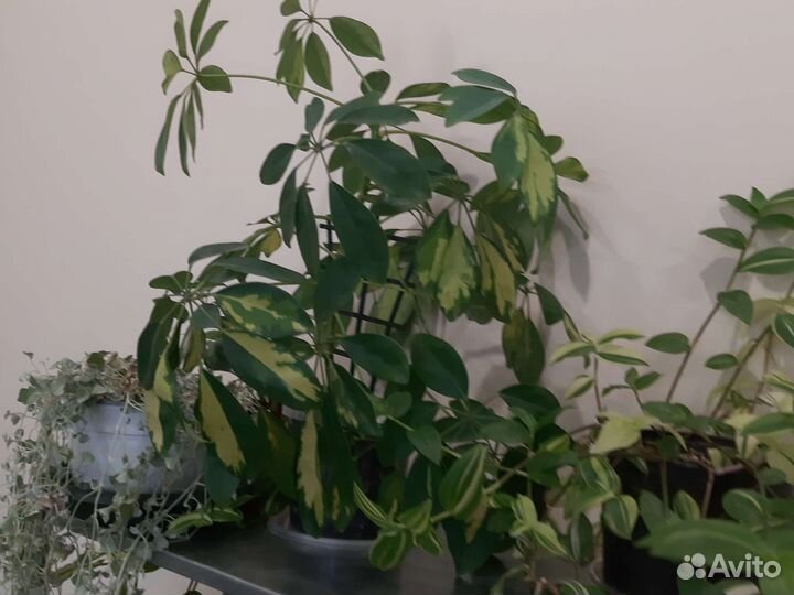 Комнатные цветы