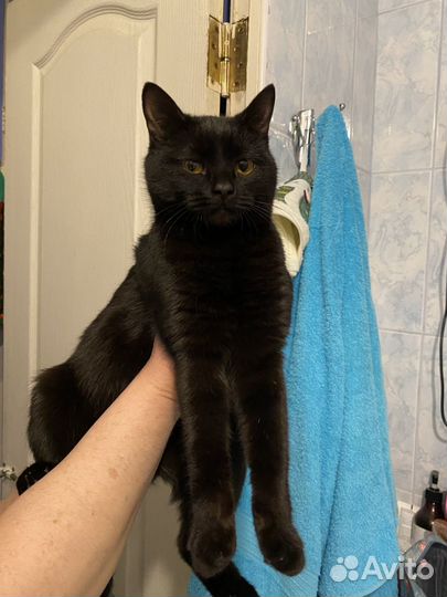 Маленькая кошечка