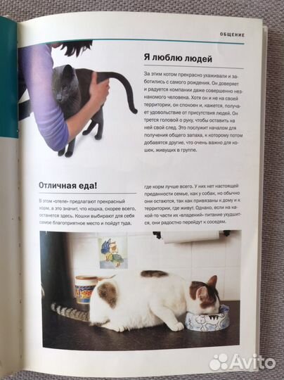 О чём думает ваша кошка