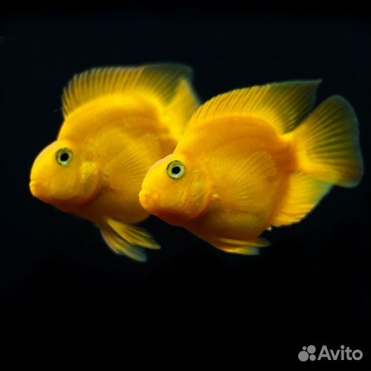 Американские цихлиды в ассортименте