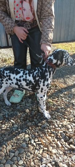 Далматинец щенок