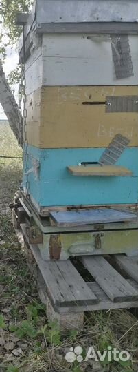 Ульи с пчелами, всесте с корпусами