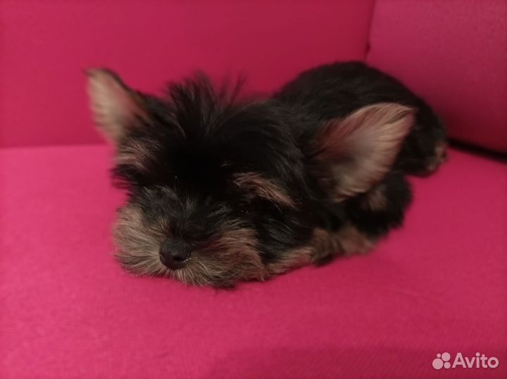 Йоркширский терьер мини