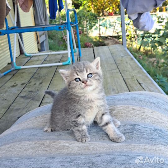Два котика страйт