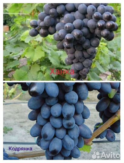 Саженцы винограда