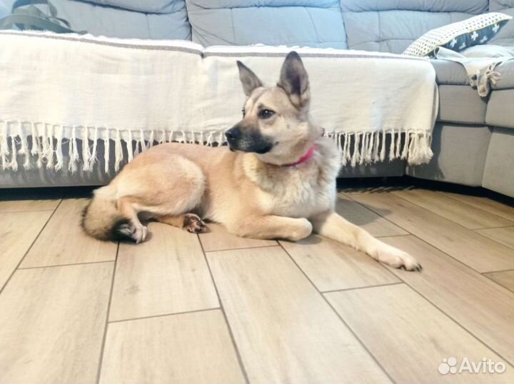 Красавица Ласка ищет дом