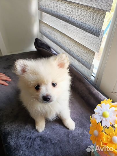 Малый немецкий шпиц щенки