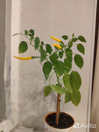 Перчик острый