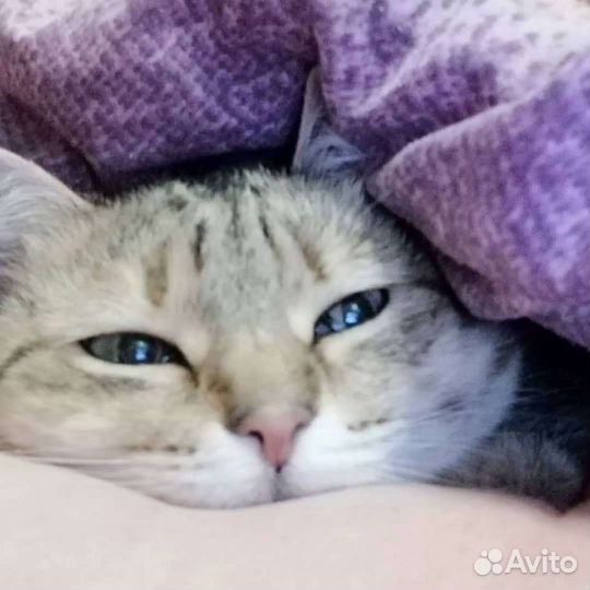 Платная передержка домашних животных.Выгул собак